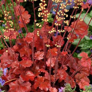 Гейхера Heuchera ‘Root Beer’